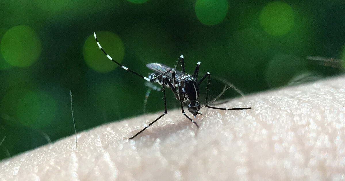 Beating Dengue: Cool Move – Infected Mosquitoes Let Loose!